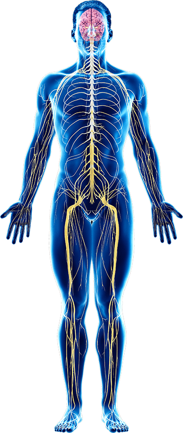 Immune system combo diagram mans nervous system